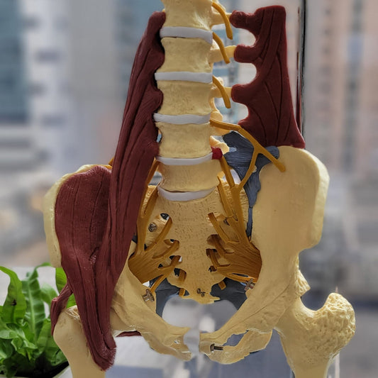 皇牌緊緻療程(10天) -  訂金